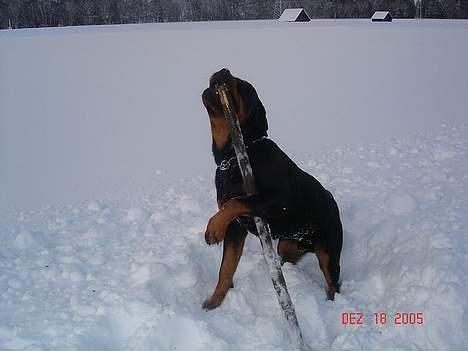 Rottweiler Tucker - Jeg har diig ækle slange billede 14