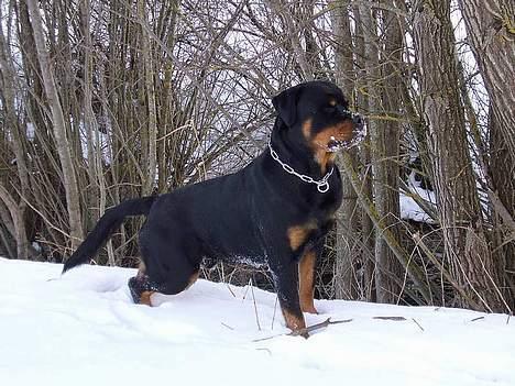 Rottweiler Tucker - Uhh, hvem er konge, jeg er konge!!!!!! billede 15