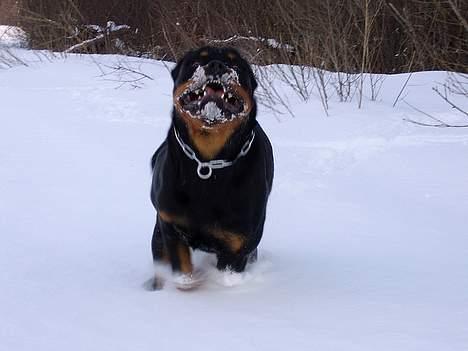 Rottweiler Tucker - Fuld fart og amok billede 16