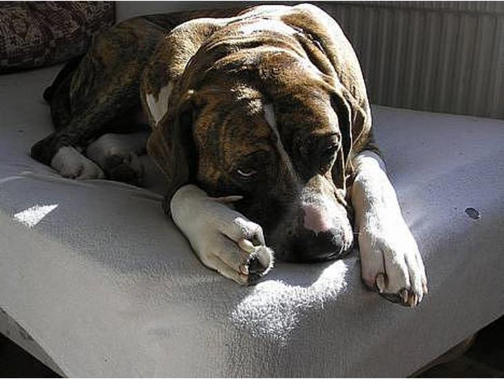 {{currentPhoto.altText}} billede {{currentPhoto.number}}