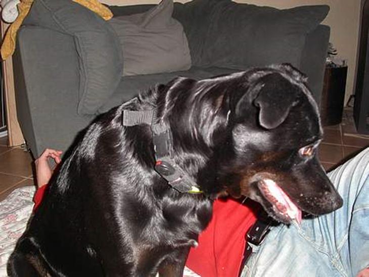 Blanding af racer Trunte - Trunte har fået øje på noget - hvad ved vi ikke!!! billede 1