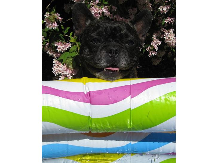 {{currentPhoto.altText}} billede {{currentPhoto.number}}