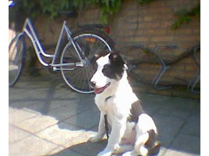 Border collie toby - toby 12uger billede 1