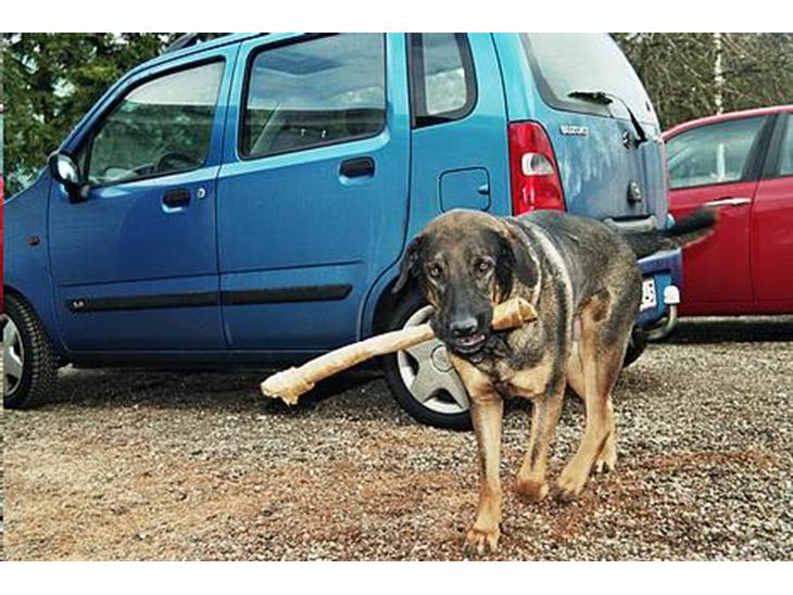 Blanding af racer Buster (DØD-2007) - Her går Buster stolt rundt med sit kødben!! :o) billede 1