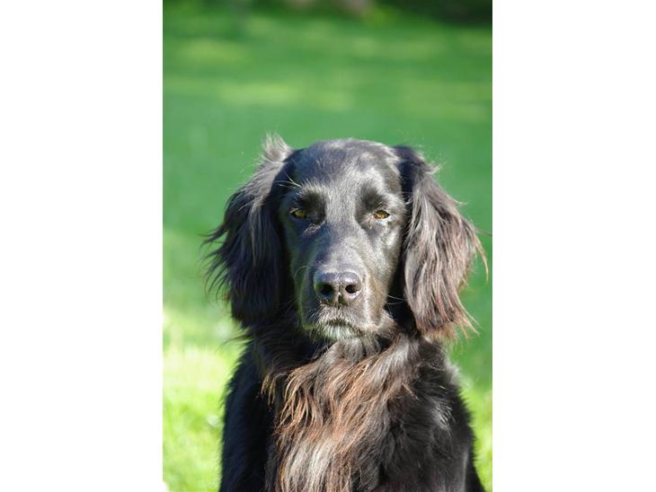 Blanding af racer Brutus - smuk det er han da  Foto: CB. billede 1