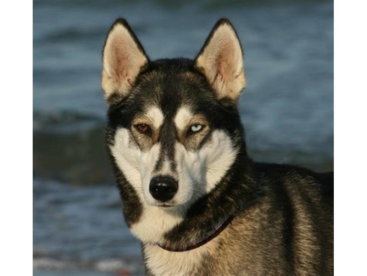 Siberian husky Caia - Min dejlige Caia billede 1