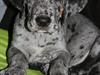 Grand danois Marley [ Himmelhund]