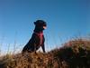Blanding af racer Cleo