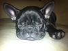 Fransk bulldog Anton