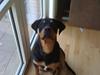 Rottweiler Balou R.I.P