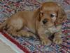 Blanding af racer Oscar [Tidl. hund]