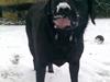 Labrador retriever Luna