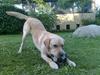 Labrador retriever Thor