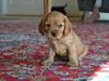 Blanding af racer Grisling (Charlie) [Tidl. hund]