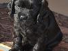 Blanding af racer Gucci (Bella-Luna) [Tidl. hund]