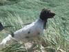 Field Trial spaniel Chanel