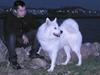 Samojedhund Luckas