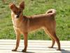 Blanding af racer DSG/Pomeranian - Zenta (SOLGT)
