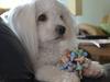 Coton de tulear Louis <3