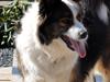 Islandsk fårehund Silja (Sille)