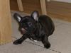 Fransk bulldog Louis