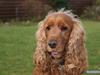 Cocker spaniel Silas 