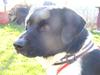 Blanding af racer Tor R.I.P d 7 nov 2013 [ Himmelhund]