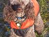 Mellempuddel Lomumba [ Himmelhund]