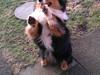Welsh corgi cardigan Hashfan Opium Boy (Eddy)