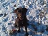 Labrador retriever Sofi