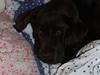 Labrador retriever Nelly