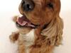 Cocker spaniel Morgan