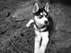 Siberian husky Dansa