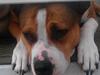 Blanding af racer Money (Amstaff/Ambull)