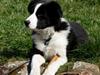 Border collie Futte [Tidl. hund]