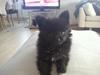 Blanding af racer **Pomeranian/Papillion**    Malou