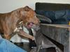 Amerikansk staffordshire terrier Chica