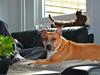 Amerikansk staffordshire terrier trunte