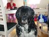 Blanding af racer Thor aflivet