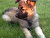 Schæferhund Sif