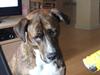 Blanding af racer Gizmo " Fars hund"