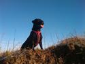 Blanding af racer Cleo