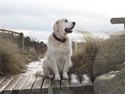 Golden retriever Charlie