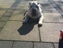 Shar pei Bonzoo Nihoo-sin