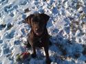 Labrador retriever Sofi