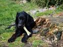 Gordon setter Mr. Wilson
