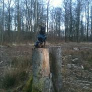 Dvaergpinscher Rico