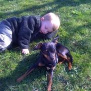 Dvaergpinscher Rico