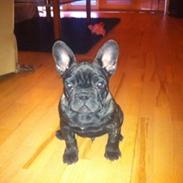 Fransk bulldog Anton