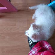 Dansk Spids Sir Elton John